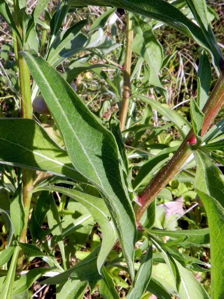 Centaurea nigrescens (Asteraceae)